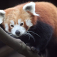 Illustration for article titled Is this the first case of gerry-panda-ring?